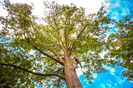 How Our Tree Care Process Works  in  Leesburg, GA